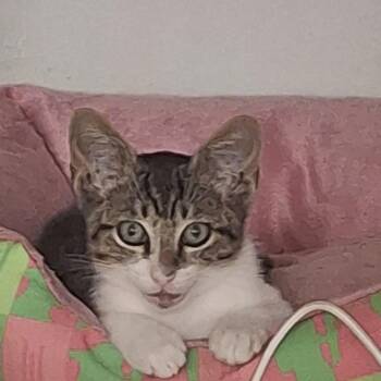 Ollie Pollie -  Domestic Short Hair Cat for Adoption in Houston, Texas - Ollie Pollie | PetCurious