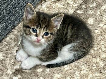 Domestic Short Hair Cats Available for Adoption in Houston, Texas - Miso (aka Rudolph) | PetCurious