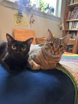 Twigs and Elvira -  Domestic Short Hair Cat for Adoption in Seattle, Washington - Twigs And Elvira | PetCurious