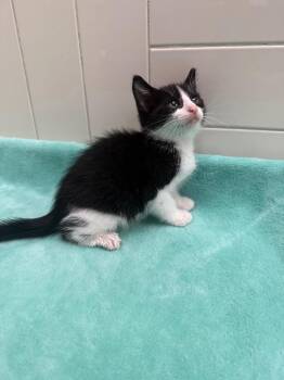 Funyun -  Domestic Short Hair Cat for Adoption in Seguin, Texas - Funyun | PetCurious