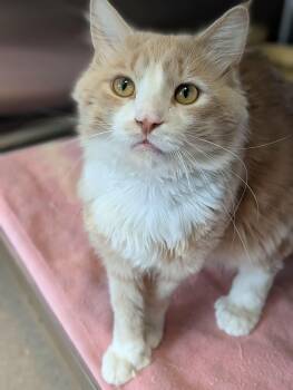 Domestic Medium Hair and Extra Toes Cat Hemingway Polydactyl Cats Available for Adoption in Chambersburg, Pennsylvania - Rambler | PetCurious