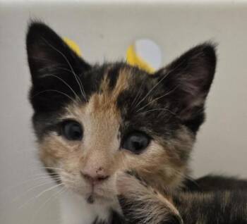 Satsuki -  Domestic Short Hair Cat Available for Adoption in Winnipeg, Manitoba - Satsuki | PetCurious
