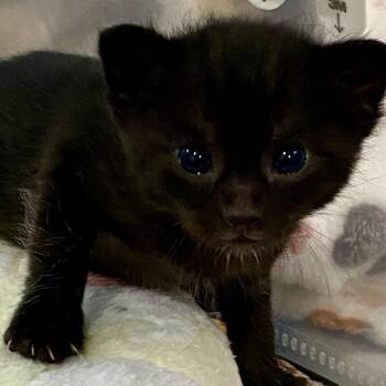 Domestic Short Hair Cats Available for Adoption in Eagle Mountain, Utah - Whiskey Silverman | PetCurious