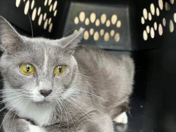 DIAMOND -  Domestic Short Hair Cat for Adoption in Fort Myers, Florida - DIAMOND | PetCurious