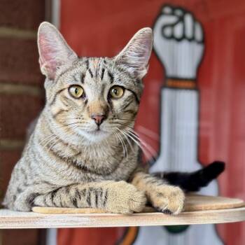 Princess microwave -  Domestic Short Hair Cat for Adoption - Princess Microwave | PetCurious