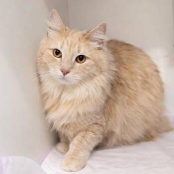 Domestic Long Hair and Domestic Short Hair Cats Available for Adoption - Nena | PetCurious