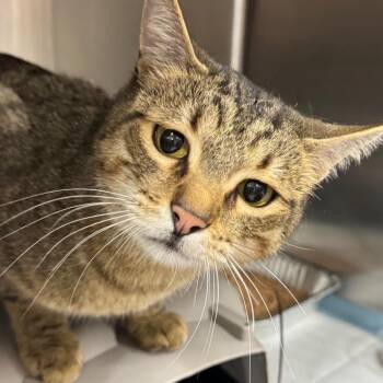 Domestic Short Hair Cats Available for Adoption in Salt Lake City, Utah - Trolley | PetCurious