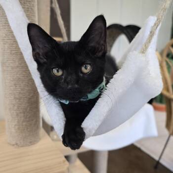 Rescue Domestic Short Hair Cats for Adoption in Nashville, Tennessee - Lincoln | PetCurious