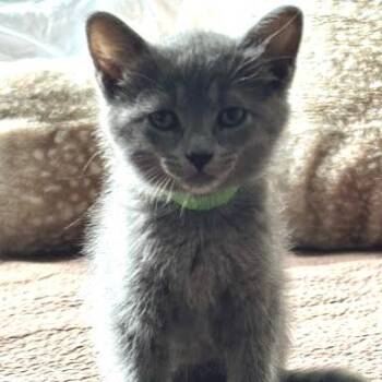 Flint -  Domestic Short Hair Cat for Adoption in South Elgin, Illinois - Flint | PetCurious