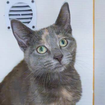 Willow -  Domestic Short Hair Cat for Adoption in South Elgin, Illinois - Willow | PetCurious