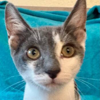 Rescue Russian Blue and Domestic Short Hair Cats for Adoption in Los Angeles, California - Leona | PetCurious