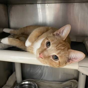 Rescue Domestic Short Hair Cats for Adoption in Roanoke, Virginia - Kelso | PetCurious