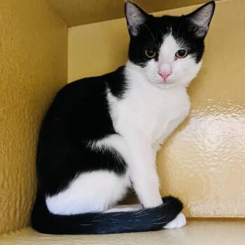 Oliver 54085 -  Domestic Short Hair Cat for Adoption in Las Vegas, Nevada - Oliver 54085 | PetCurious