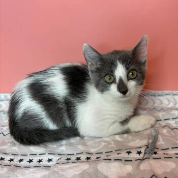 Henley -  Domestic Short Hair Cat for Adoption in San Antonio, Texas - Henley | PetCurious