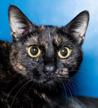 HECATE -  Domestic Short Hair Cat for Adoption in Boston, Massachusetts - HECATE | PetCurious
