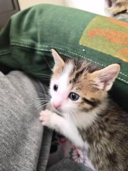 FIGARO -  Domestic Short Hair Cat for Adoption in Colorado Springs, Colorado - FIGARO | PetCurious