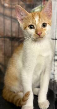 Rescue Domestic Short Hair Cats for Adoption in Jackson, Georgia - Paddy Kitten | PetCurious