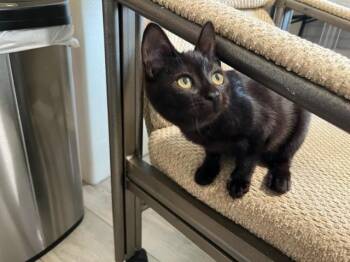 Rescue Domestic Short Hair Cats for Adoption in Eagle Point, Oregon - Remi Is Precious | PetCurious