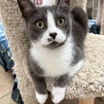 CINDY LOU WHO -  Domestic Short Hair Cat for Adoption in Hamilton Township, New Jersey - CINDY LOU WHO | PetCurious