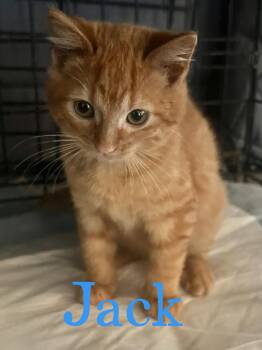 Rescue Domestic Short Hair Cats for Adoption in Caseville, Michigan - Jack | PetCurious