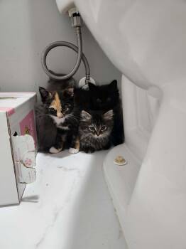 Dumpling -  Calico Cat Available for Adoption in Charlotte, North Carolina - Dumpling | PetCurious