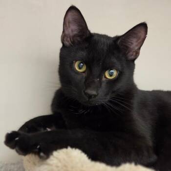 Tartlette -  Domestic Short Hair Cat for Adoption in Sarasota, Florida - Tartlette | PetCurious