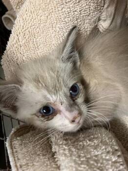 PIPPA -  Siamese Cat for Adoption in Long Beach, California - PIPPA | PetCurious