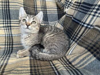 Rescue Domestic Short Hair Cats for Adoption in Corpus Christi, Texas - Panda | PetCurious