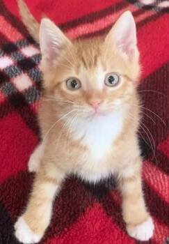 Rescue Domestic Medium Hair Cats for Adoption in Liverpool, Texas - Cap
