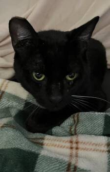 Obsidian -  Domestic Short Hair Cat for Adoption in Springfield, Oregon - Obsidian | PetCurious