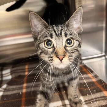 Aragorn -  Domestic Short Hair Cat for Adoption in Las Vegas, Nevada - Aragorn | PetCurious