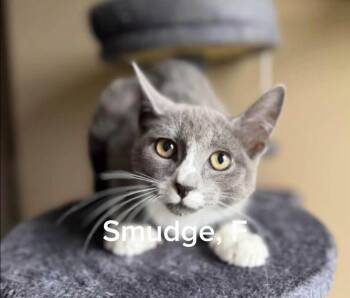 Smudge -  Domestic Short Hair Cat for Adoption in Shrewsbury, Massachusetts - Smudge | PetCurious