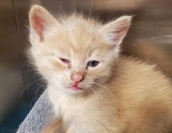 Yasha -  Domestic Short Hair Cat for Adoption in Kansas City, Missouri - Yasha | PetCurious