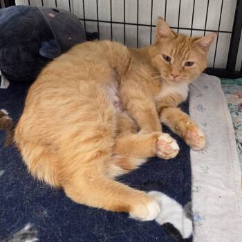Goldie -  Domestic Short Hair Cat Available for Adoption - Goldie | PetCurious