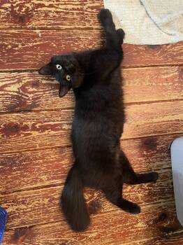 Triscuit -  Domestic Medium Hair Cat for Adoption in Trenton, New Jersey - Triscuit | PetCurious