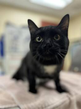 Domestic Short Hair Cats Available for Adoption - HUCKLEBERRY PIE | PetCurious