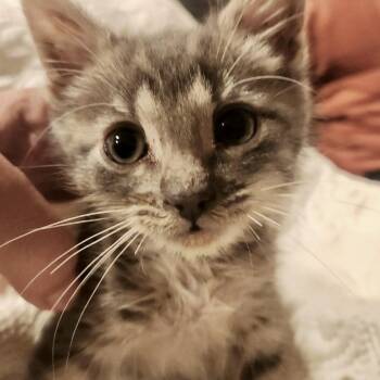 DeNiro* -  Domestic Short Hair Cat for Adoption in San Gabriel, California - DeNiro* | PetCurious