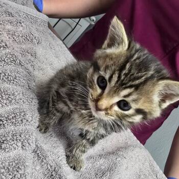 Barbie -  Domestic Short Hair Cat for Adoption in Fort Bragg, California - Barbie | PetCurious