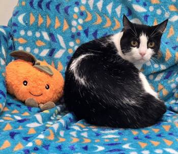 Rescue Domestic Short Hair Cats for Adoption in Bluffton, Indiana - Mittens | PetCurious