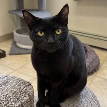 Domestic Short Hair Cats Available for Adoption - Max & Oliver | PetCurious