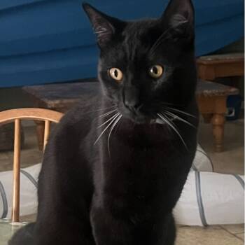 Rescue Domestic Short Hair Cats for Adoption in West Palm Beach, Florida - Merlin | PetCurious
