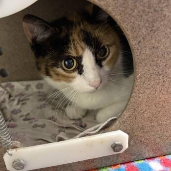 Domestic Short Hair Cats Available for Adoption - Kelly | PetCurious