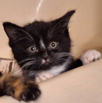 Rescue Domestic Short Hair Cats for Adoption in Port Washington, Wisconsin - Sushi | PetCurious