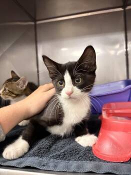 DOTTIE -  Domestic Short Hair Cat for Adoption in Killeen, Texas - DOTTIE | PetCurious
