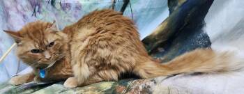 Domestic Medium Hair Cats Available for Adoption - 251703  Niblet | PetCurious