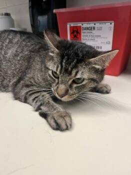 Domestic Short Hair Cats Available for Adoption in Wichita, Kansas - Gidget | PetCurious