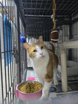 Tabby Cats Available for Adoption - Colby | PetCurious
