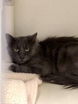 Dutchess -  Domestic Medium Hair Cat for Adoption in Fort Collins, Colorado - Dutchess | PetCurious