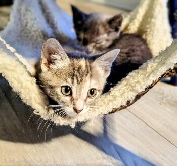 Rescue Domestic Short Hair Cats for Adoption in Winnipeg, Manitoba - Sugar | PetCurious