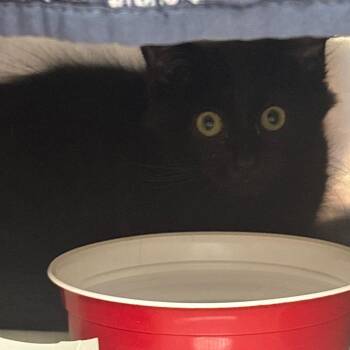 Fizz -  Domestic Medium Hair Cat for Adoption in Newark, New Jersey - Fizz | PetCurious
